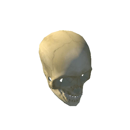 human skull R low prefab